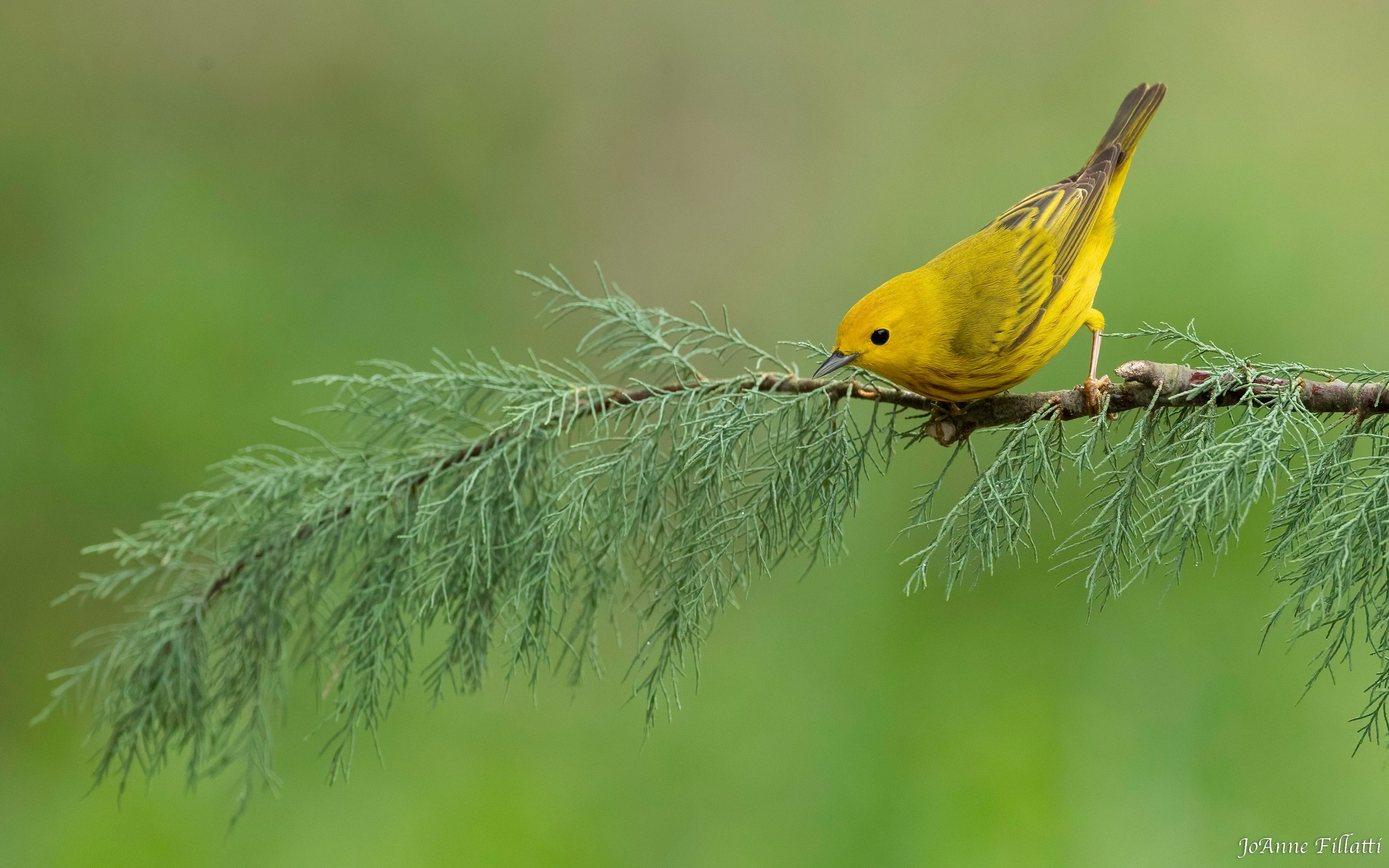 bird of Galveston Island image 11